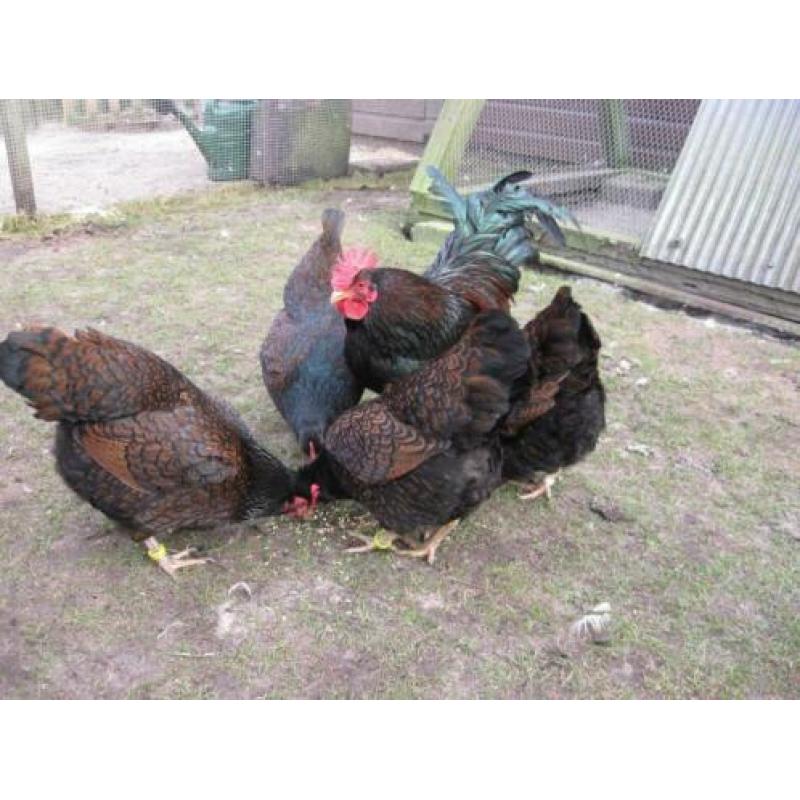 Broedeieren Barnevelder krielkip (dubbel gezoomd)