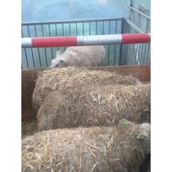 Schapen te koop