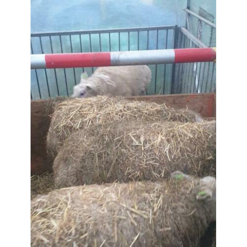 Schapen te koop