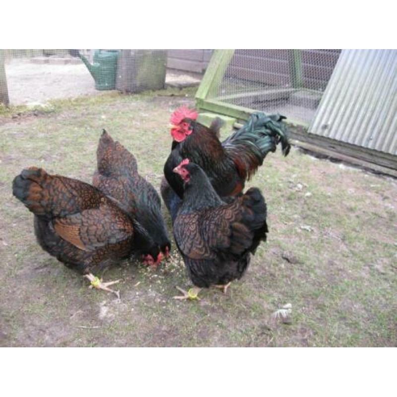 Broedeieren Barnevelder krielkip (dubbel gezoomd)