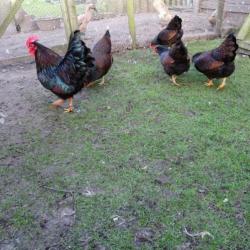 Broedeieren Barnevelder krielkip (dubbel gezoomd)