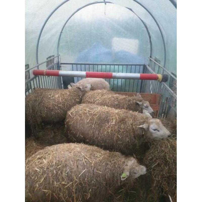 Schapen te koop