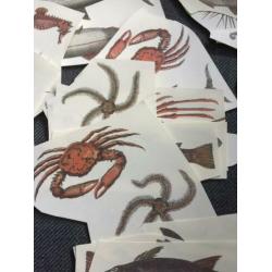 Aantal Vis hobby plaatjes