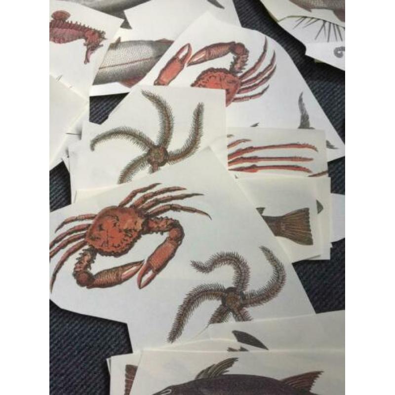 Aantal Vis hobby plaatjes