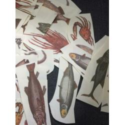 Aantal Vis hobby plaatjes