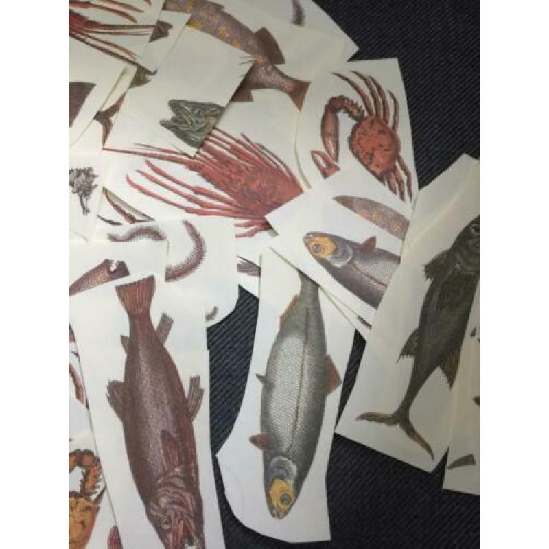 Aantal Vis hobby plaatjes