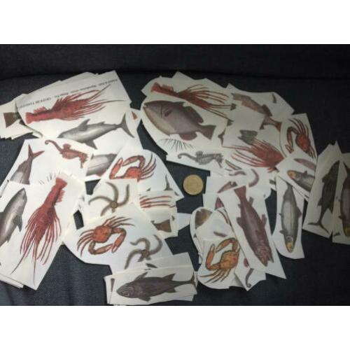 Aantal Vis hobby plaatjes