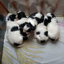 Shih-tzu puppie; 1 reutje