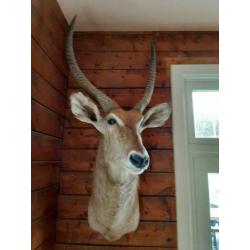 Te koop antilope - afrika - waterbock