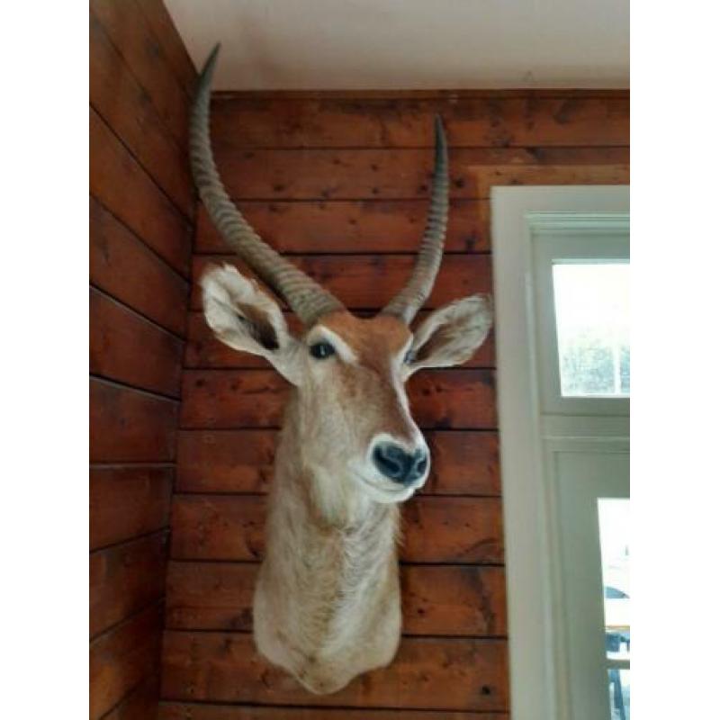 Te koop antilope - afrika - waterbock