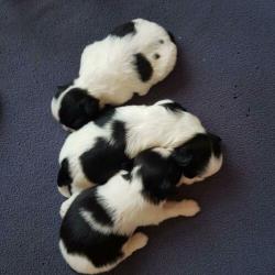 Shih-tzu puppie; 1 reutje