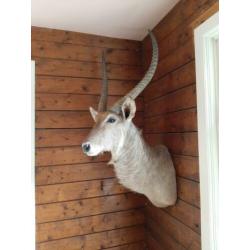 Te koop antilope - afrika - waterbock