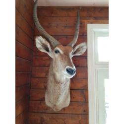 Te koop antilope - afrika - waterbock