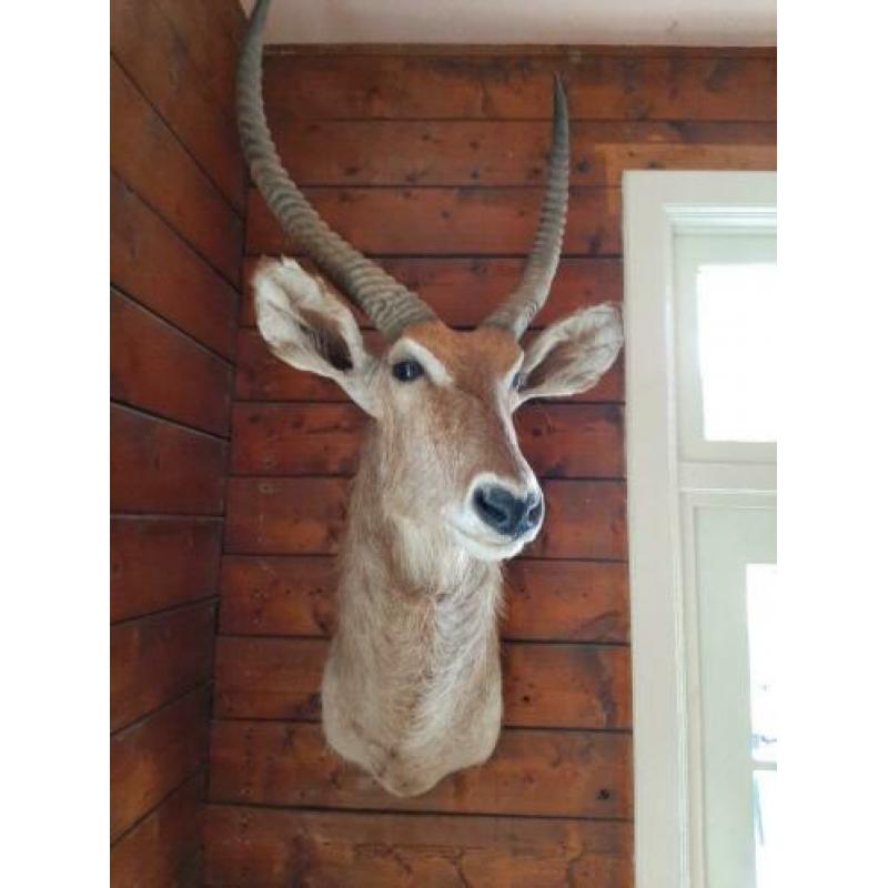 Te koop antilope - afrika - waterbock