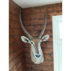 Te koop antilope - afrika - waterbock