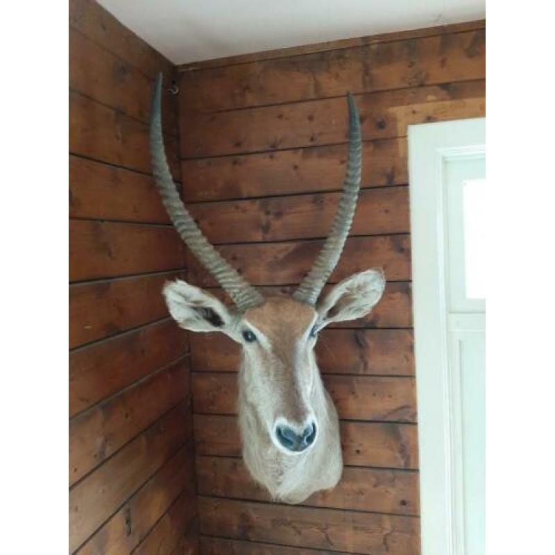 Te koop antilope - afrika - waterbock