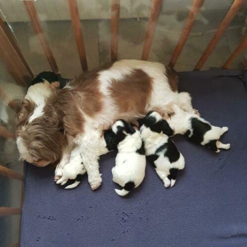 Shih-tzu puppie; 1 reutje