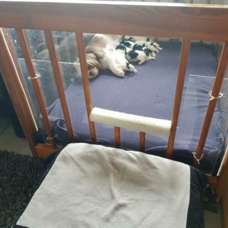 Shih-tzu puppie; 1 reutje