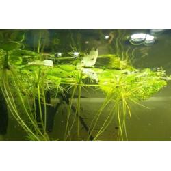 ?? Limnobium Laevigatum ?? aquariumplanten