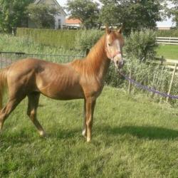 Te koop luxe Arabier ruin