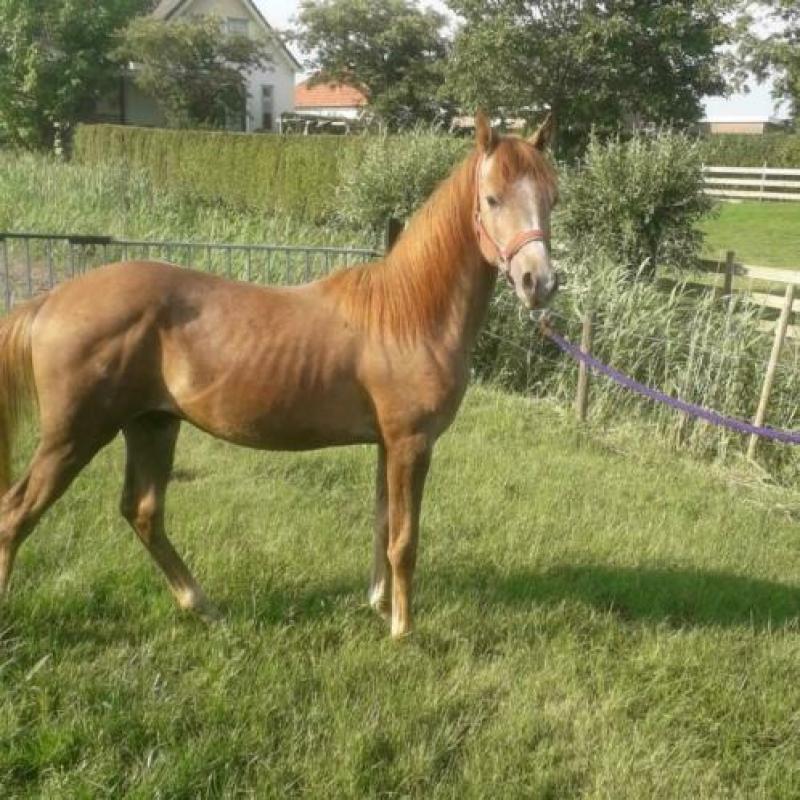 Te koop luxe Arabier ruin