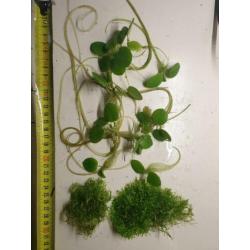 ?? Limnobium Laevigatum ?? aquariumplanten