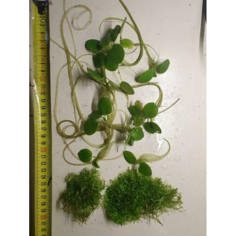 ?? Limnobium Laevigatum ?? aquariumplanten
