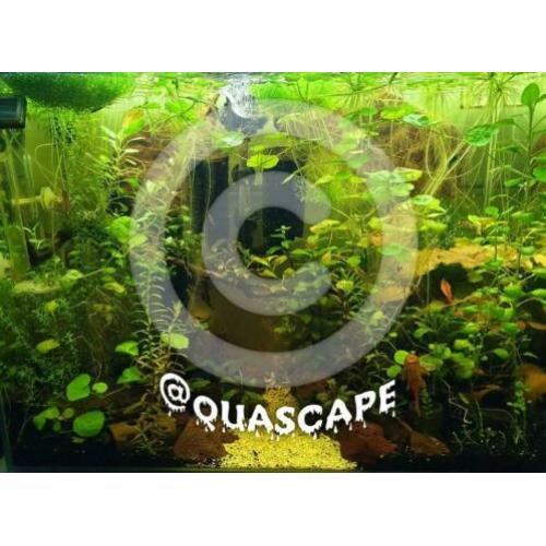 ?? Limnobium Laevigatum ?? aquariumplanten