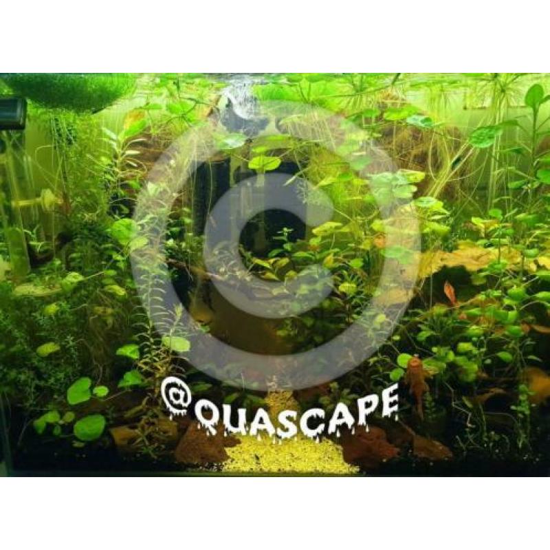 ?? Limnobium Laevigatum ?? aquariumplanten