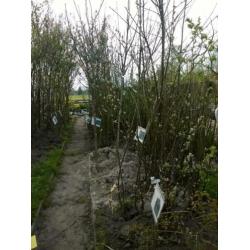 Fruitbomen Appel Peer Kers Pruim Vruchtbomen Aalbes Kruisbes