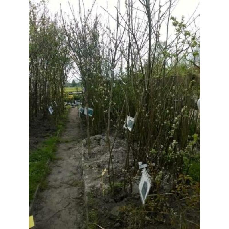 Fruitbomen Appel Peer Kers Pruim Vruchtbomen Aalbes Kruisbes