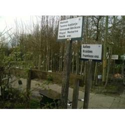 Fruitbomen Appel Peer Kers Pruim Vruchtbomen Aalbes Kruisbes