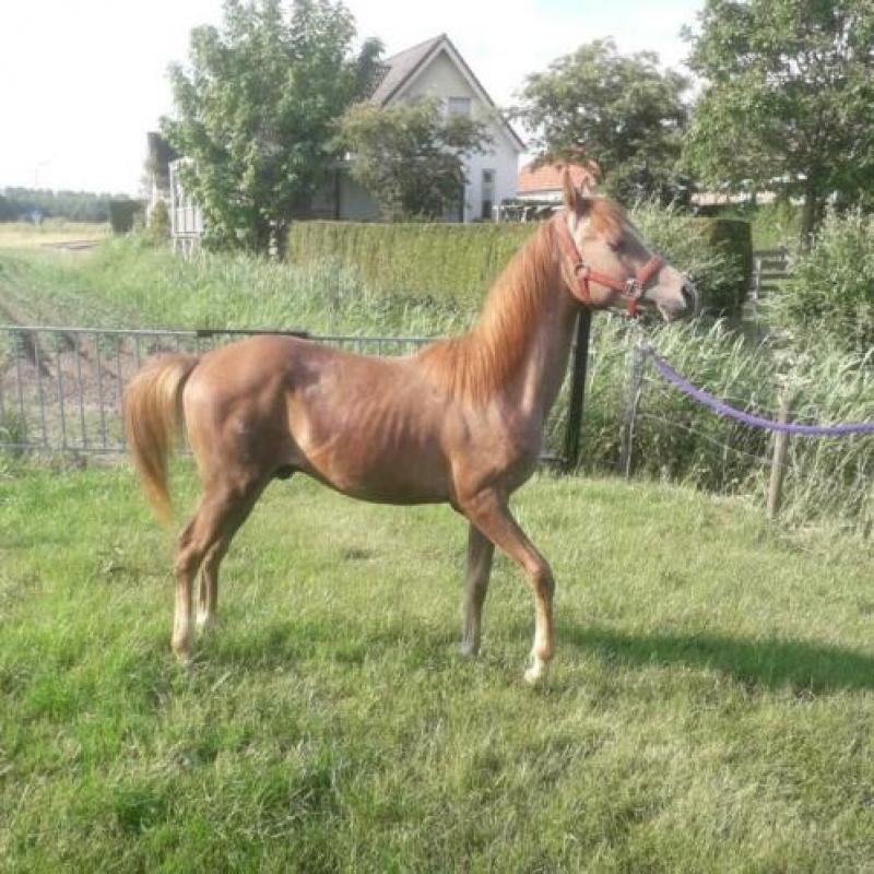 Te koop luxe Arabier ruin