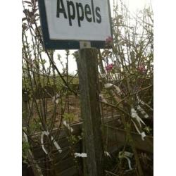 Fruitbomen Appel Peer Kers Pruim Vruchtbomen Aalbes Kruisbes