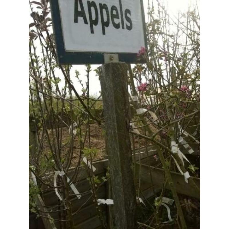 Fruitbomen Appel Peer Kers Pruim Vruchtbomen Aalbes Kruisbes