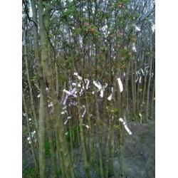 Fruitbomen Appel Peer Kers Pruim Vruchtbomen Aalbes Kruisbes
