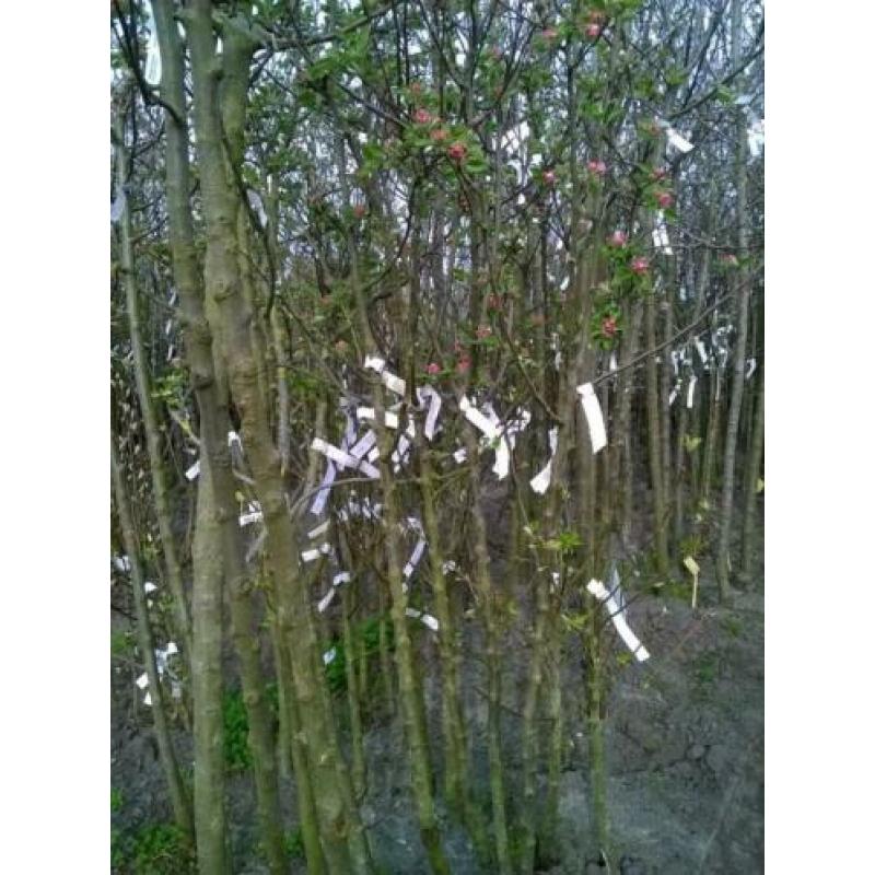 Fruitbomen Appel Peer Kers Pruim Vruchtbomen Aalbes Kruisbes