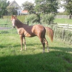 Te koop luxe Arabier ruin