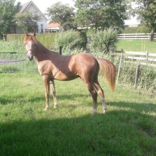 Te koop luxe Arabier ruin