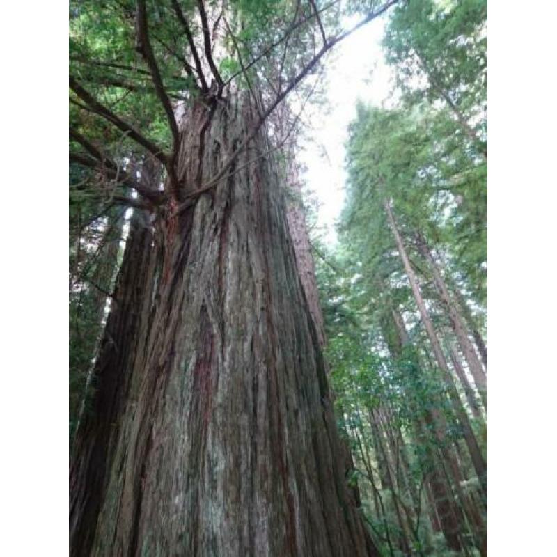 Sequoia sempervirens Coast Redwood: hoogste boom ter wereld!