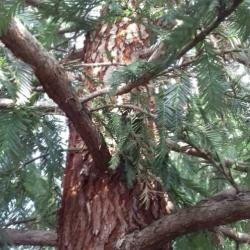 Sequoia sempervirens Coast Redwood: hoogste boom ter wereld!