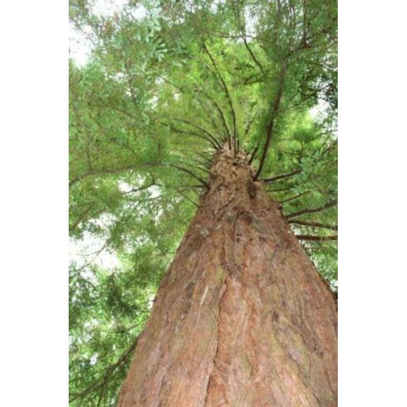 Sequoia sempervirens Coast Redwood: hoogste boom ter wereld!