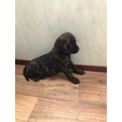 Super mooie unieke bullweilers pups