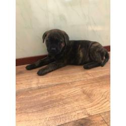 Super mooie unieke bullweilers pups