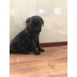 Super mooie unieke bullweilers pups