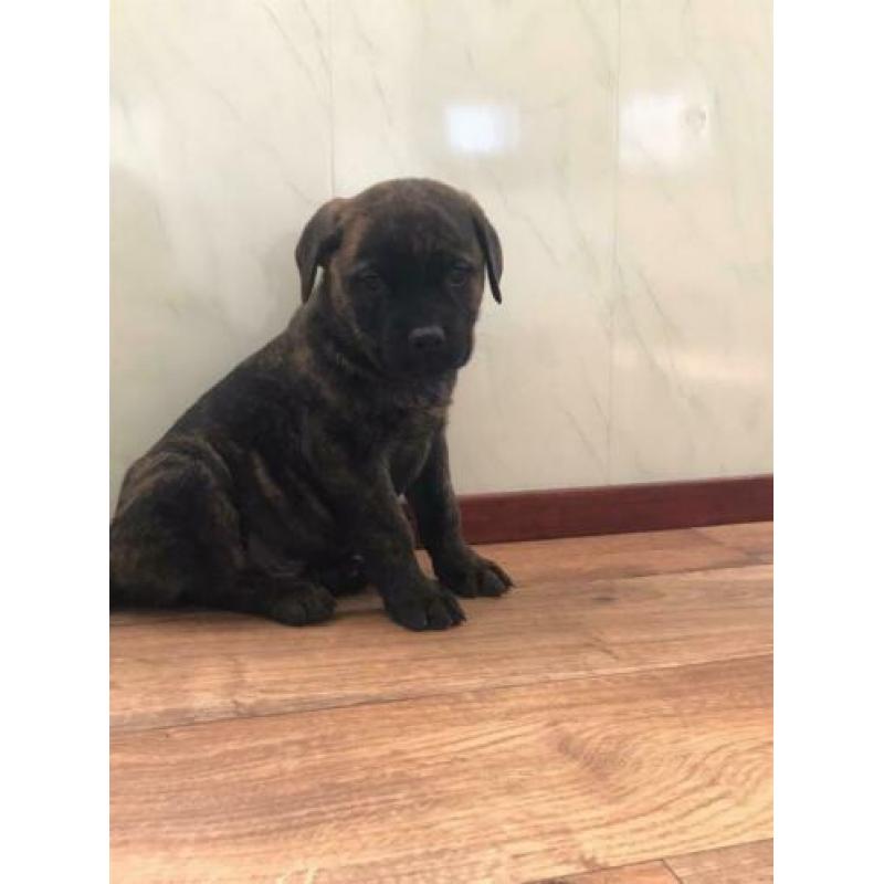 Super mooie unieke bullweilers pups