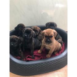 Super mooie unieke bullweilers pups
