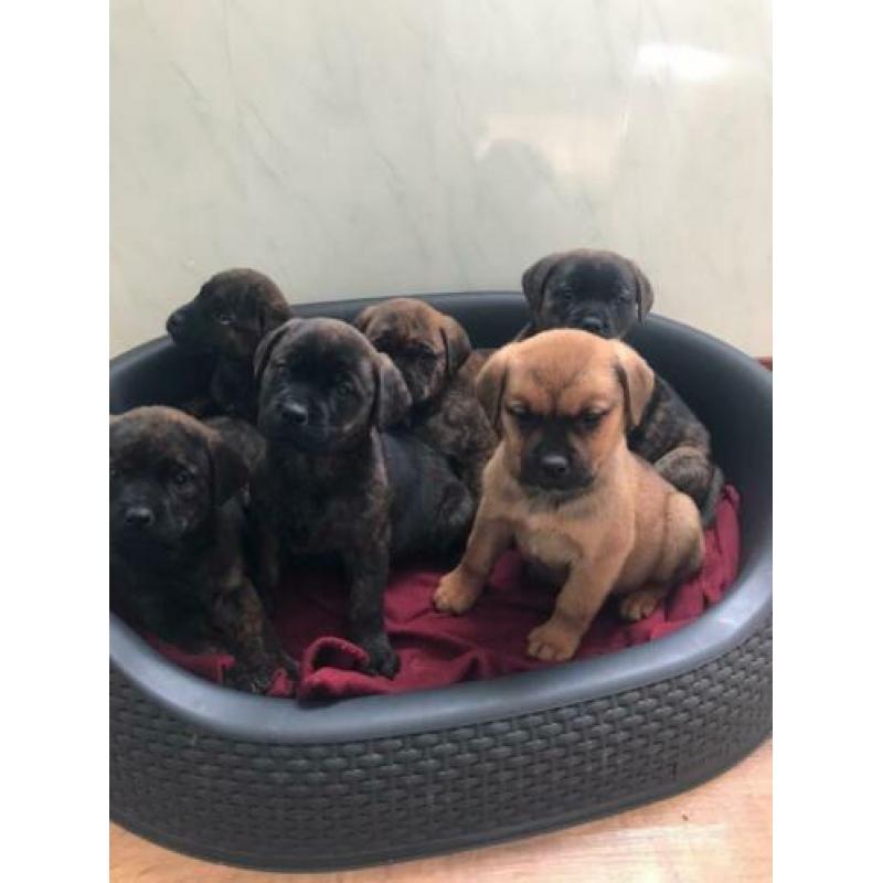 Super mooie unieke bullweilers pups