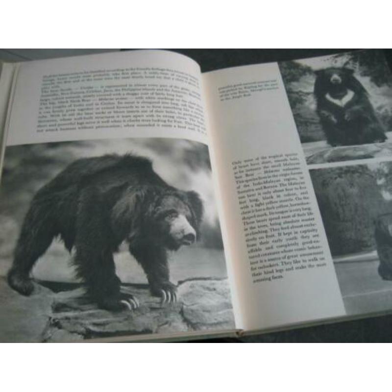Introducing the bear and his relations.