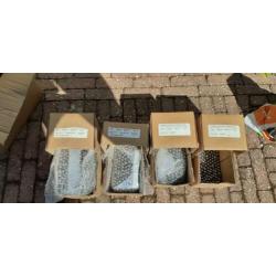 Lager kogels 10 mm rvs